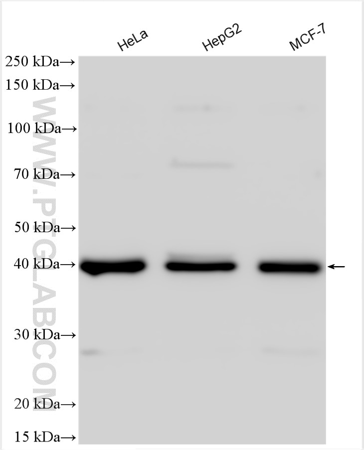 Western Blot (WB) analysis of various lysates using SERPINB6 Polyclonal antibody (14962-1-AP)