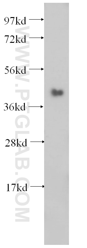 Western Blot (WB) analysis of mouse skeletal muscle tissue using SERPINB6 Polyclonal antibody (14962-1-AP)