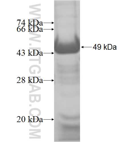 SERPINB6 fusion protein Ag7140 SDS-PAGE