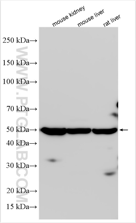 Western Blot (WB) analysis of various lysates using SERPINB7 Polyclonal antibody (21170-1-AP)