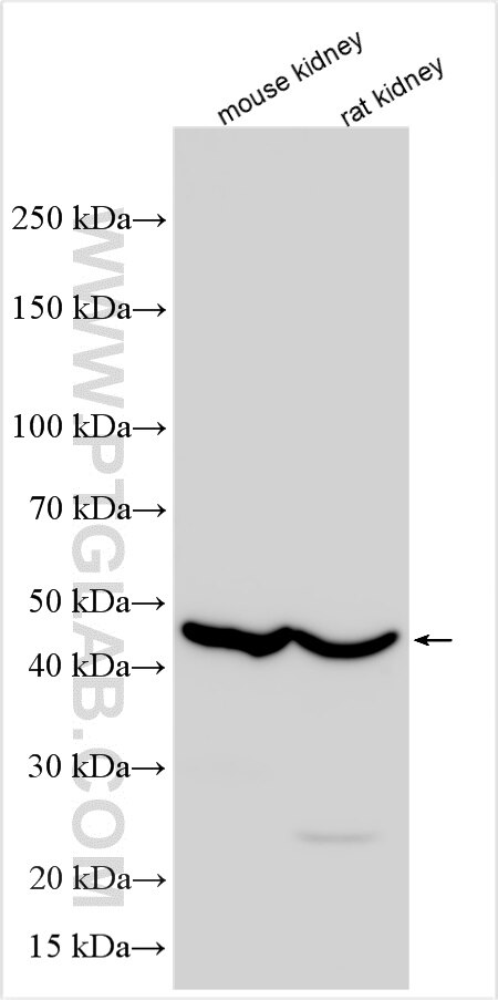 Western Blot (WB) analysis of various lysates using SERPINB7 Polyclonal antibody (21170-1-AP)