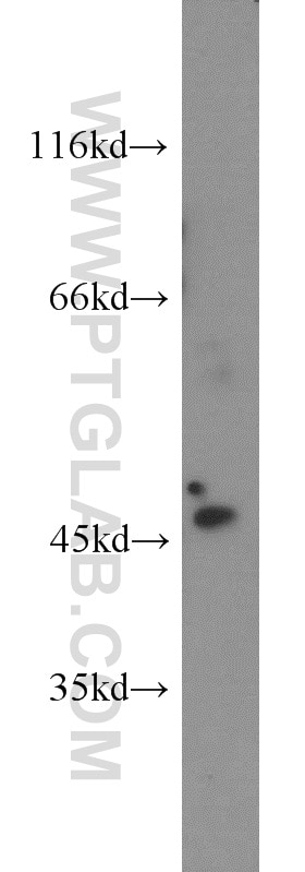 Western Blot (WB) analysis of mouse lung tissue using SERPINB8 Polyclonal antibody (13102-2-AP)