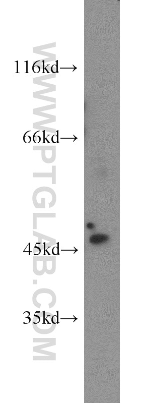 Western Blot (WB) analysis of mouse lung tissue using SERPINB8 Polyclonal antibody (13102-2-AP)