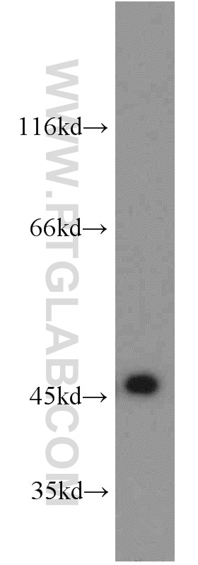 Western Blot (WB) analysis of Jurkat cells using SERPINB8 Polyclonal antibody (13102-2-AP)