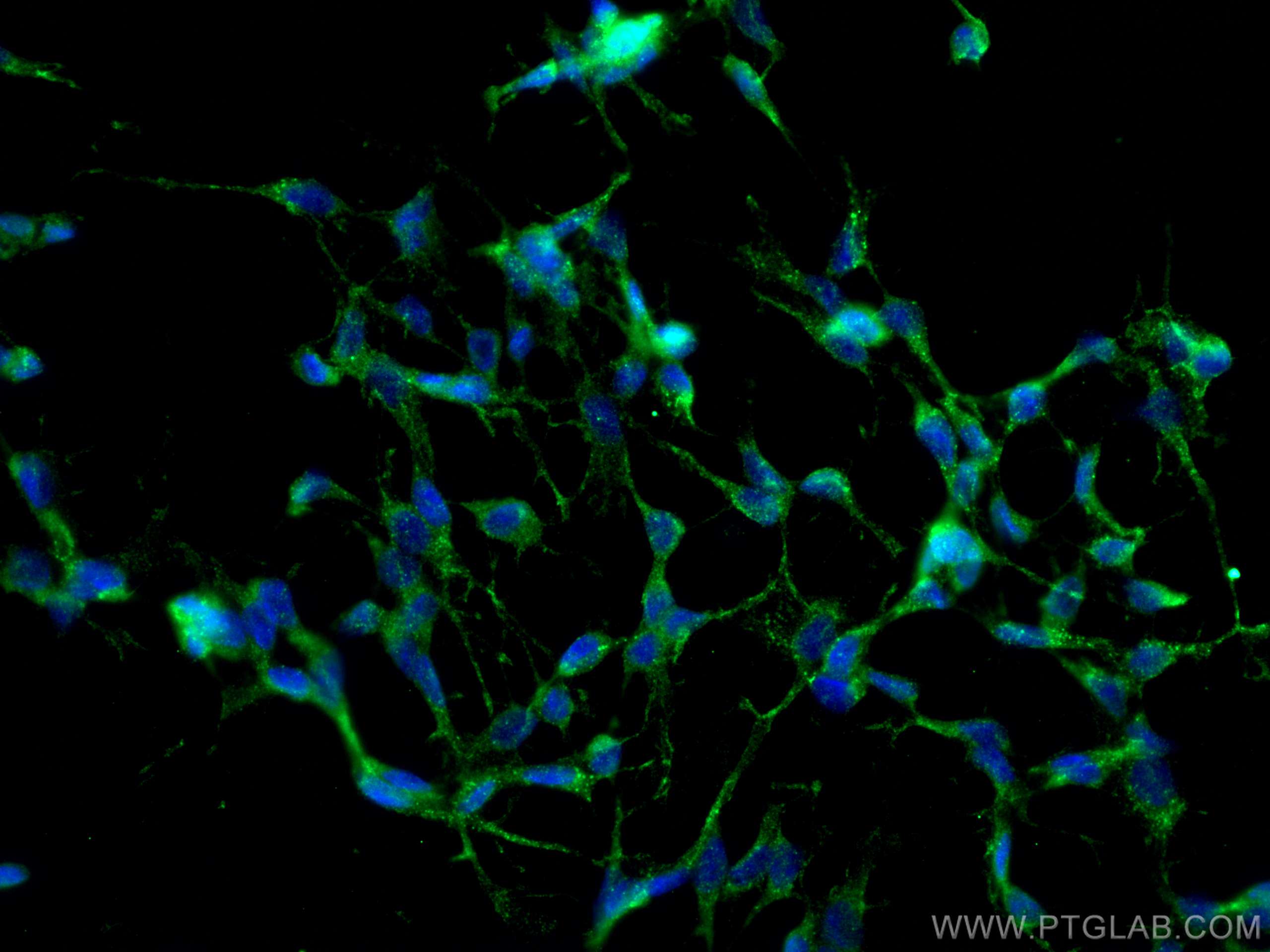 Immunofluorescence (IF) / fluorescent staining of C6 cells using SERPINB9 Monoclonal antibody (67950-1-Ig)