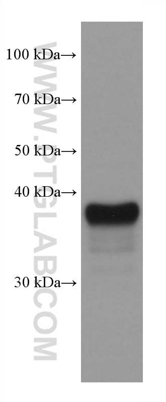 Western Blot (WB) analysis of human placenta tissue using SERPINB9 Monoclonal antibody (67950-1-Ig)