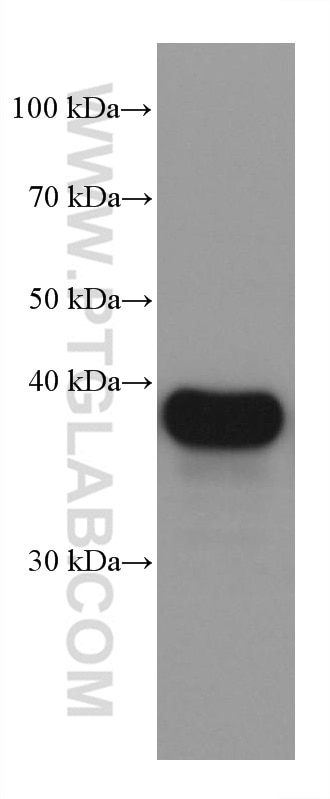 Western Blot (WB) analysis of Raji cells using SERPINB9 Monoclonal antibody (67950-1-Ig)