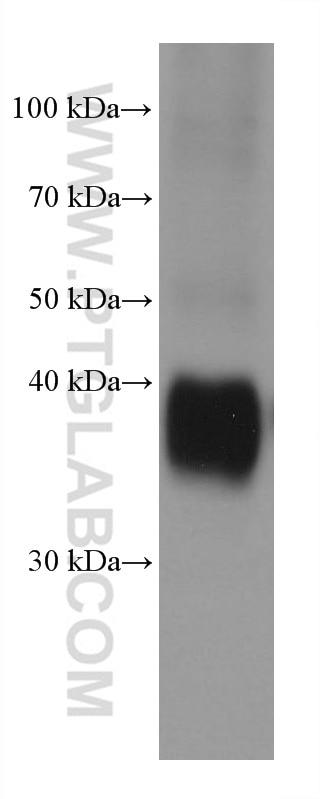 Western Blot (WB) analysis of Ramos cells using SERPINB9 Monoclonal antibody (67950-1-Ig)