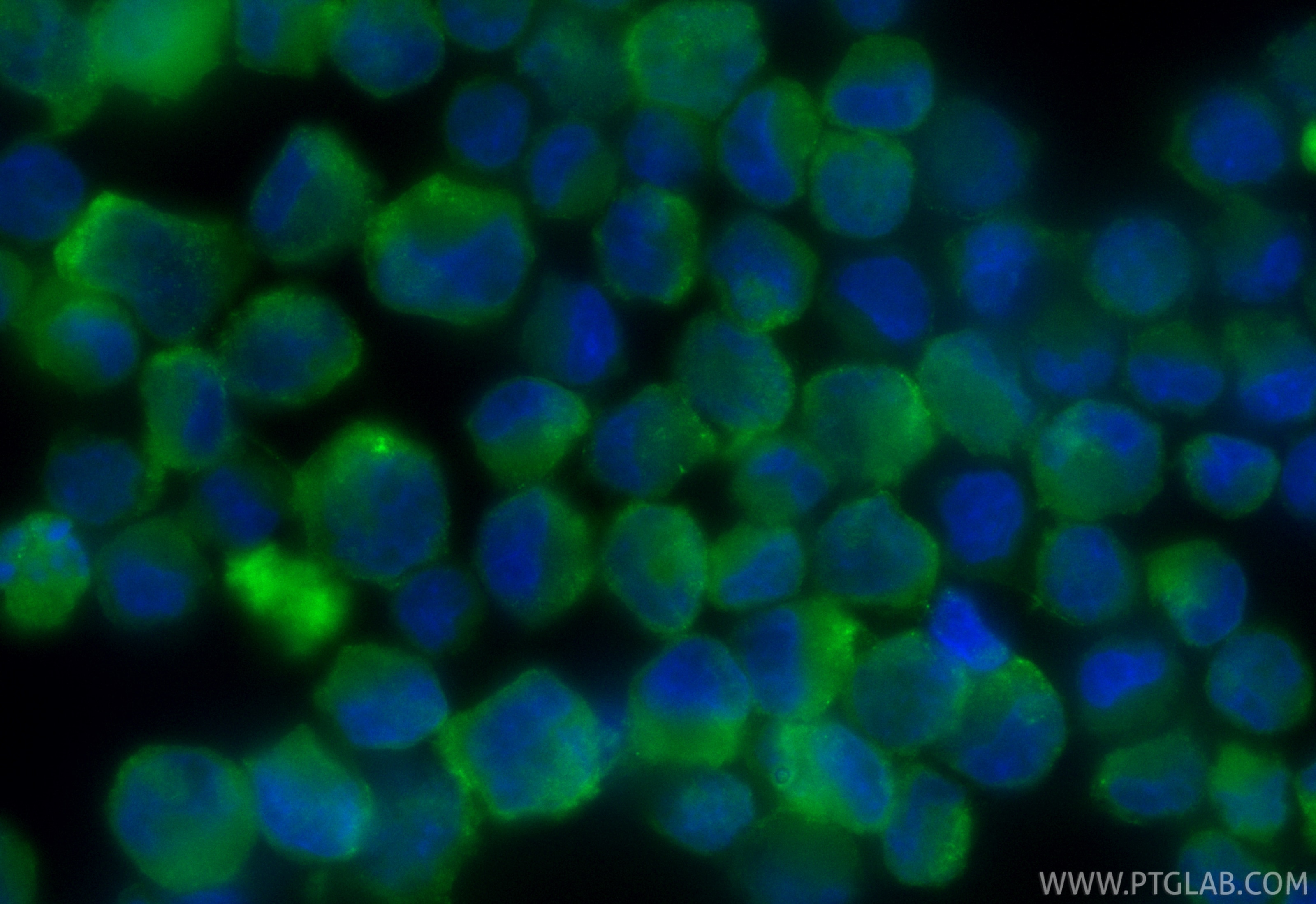 Immunofluorescence (IF) / fluorescent staining of K-562 cells using CoraLite® Plus 488-conjugated SERPINB9 Monoclonal  (CL488-67950)