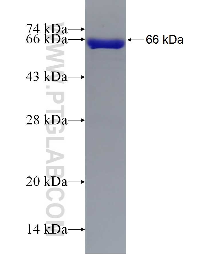 SERPINB9 fusion protein Ag6707 SDS-PAGE