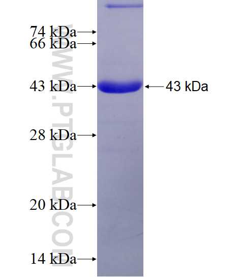 SERPINB9 fusion protein Ag6719 SDS-PAGE