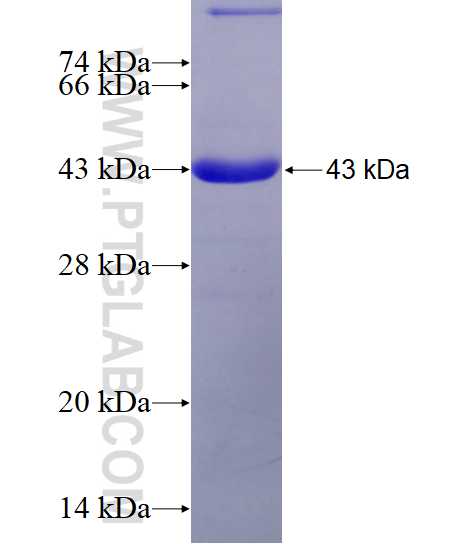 SERPINB9 fusion protein Ag6719 SDS-PAGE
