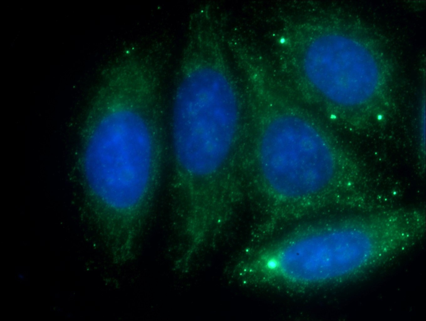 Immunofluorescence (IF) / fluorescent staining of HepG2 cells using Serpin C1/Antithrombin III Polyclonal antibody (16414-1-AP)