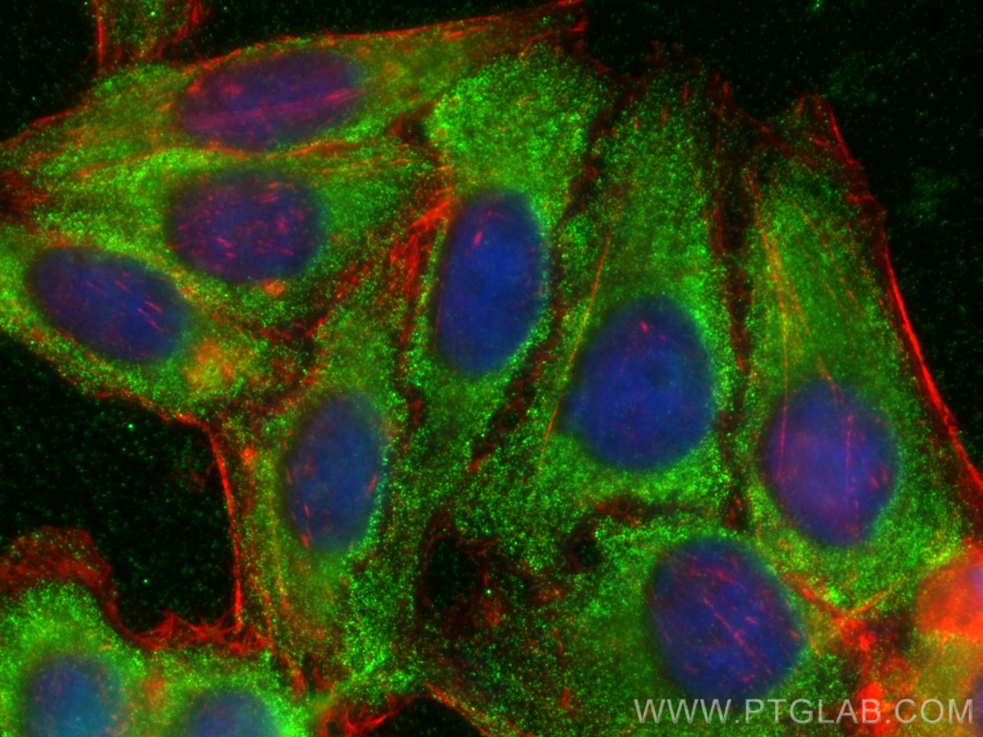 Immunofluorescence (IF) / fluorescent staining of HepG2 cells using Serpin C1/Antithrombin III Monoclonal antibody (66052-1-Ig)