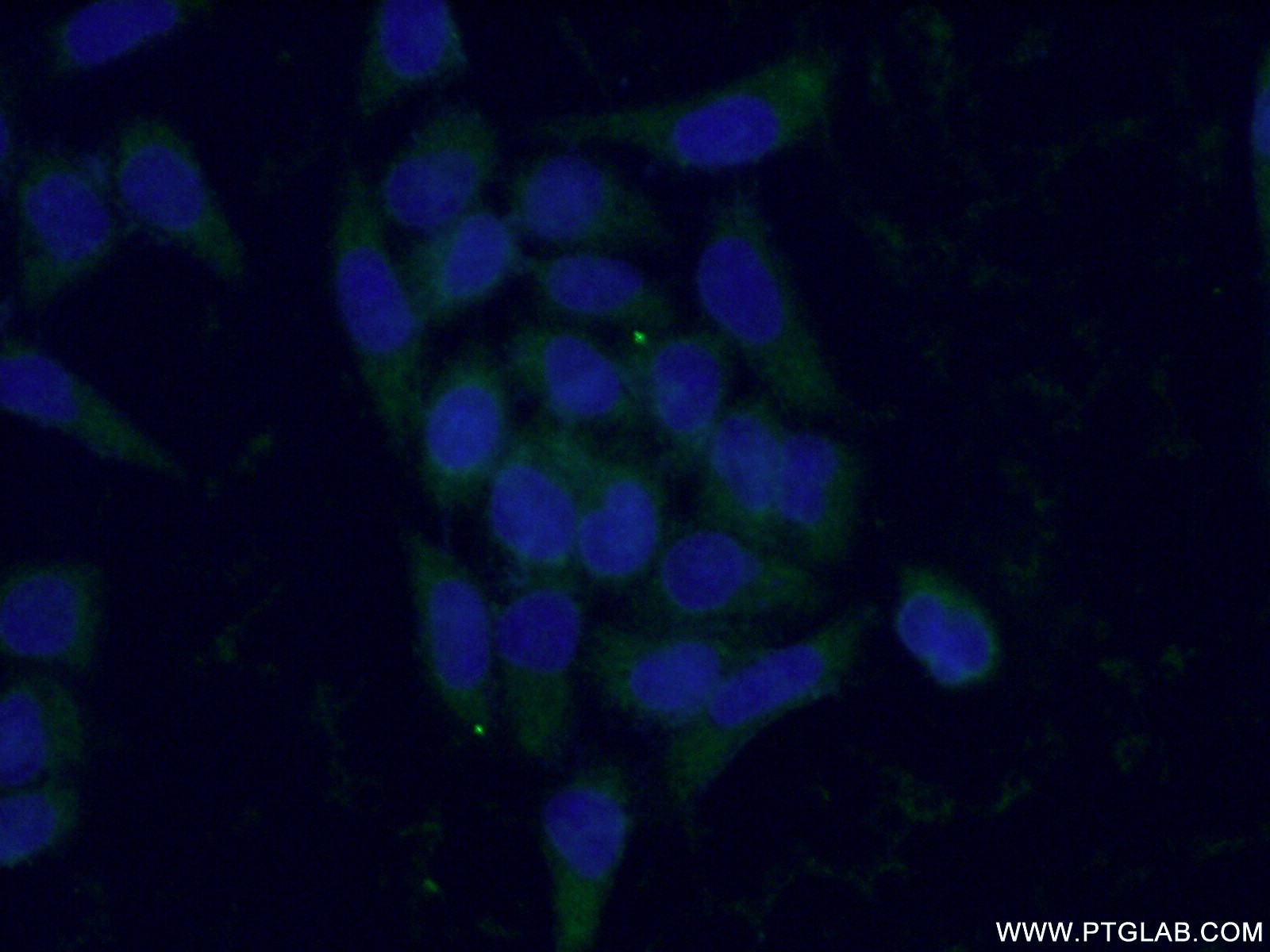 Immunofluorescence (IF) / fluorescent staining of L02 cells using Serpin C1/Antithrombin III Monoclonal antibody (66052-1-Ig)