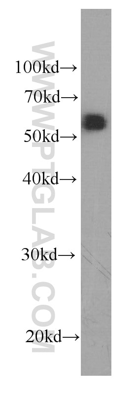 Western Blot (WB) analysis of L02 cells using Serpin C1/Antithrombin III Monoclonal antibody (66052-1-Ig)