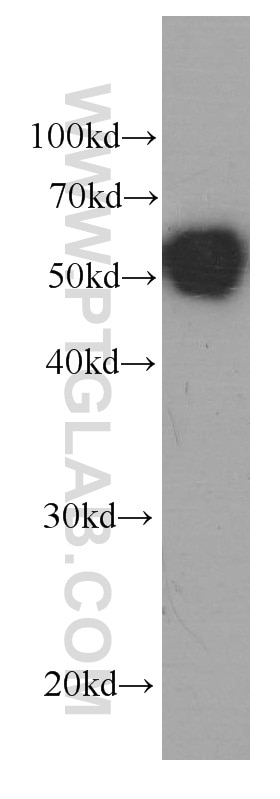 Western Blot (WB) analysis of human testis tissue using Serpin C1/Antithrombin III Monoclonal antibody (66052-1-Ig)
