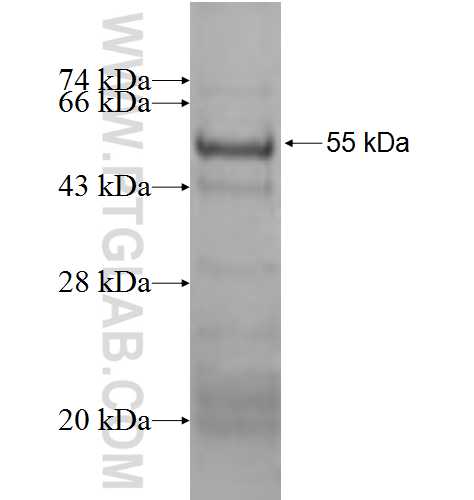 SERPINC1 fusion protein Ag9565 SDS-PAGE