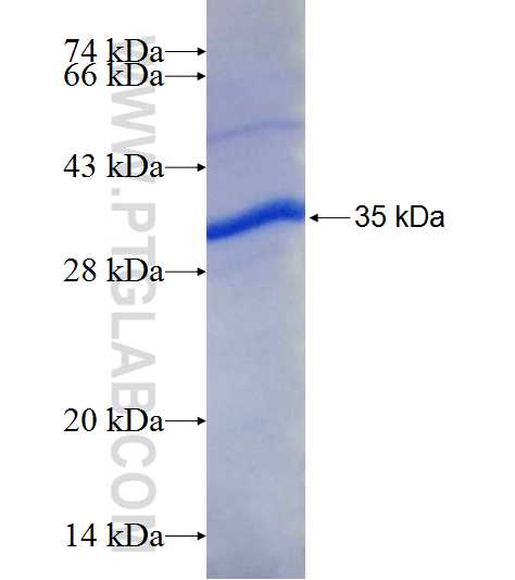 SERPINC1 fusion protein Ag9880 SDS-PAGE