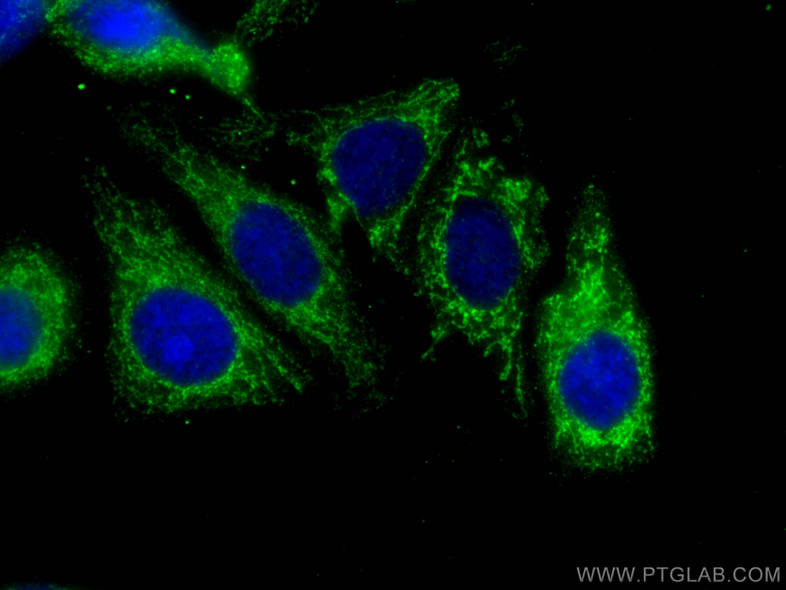Immunofluorescence (IF) / fluorescent staining of HepG2 cells using SERPIND1 Monoclonal antibody (67602-1-Ig)