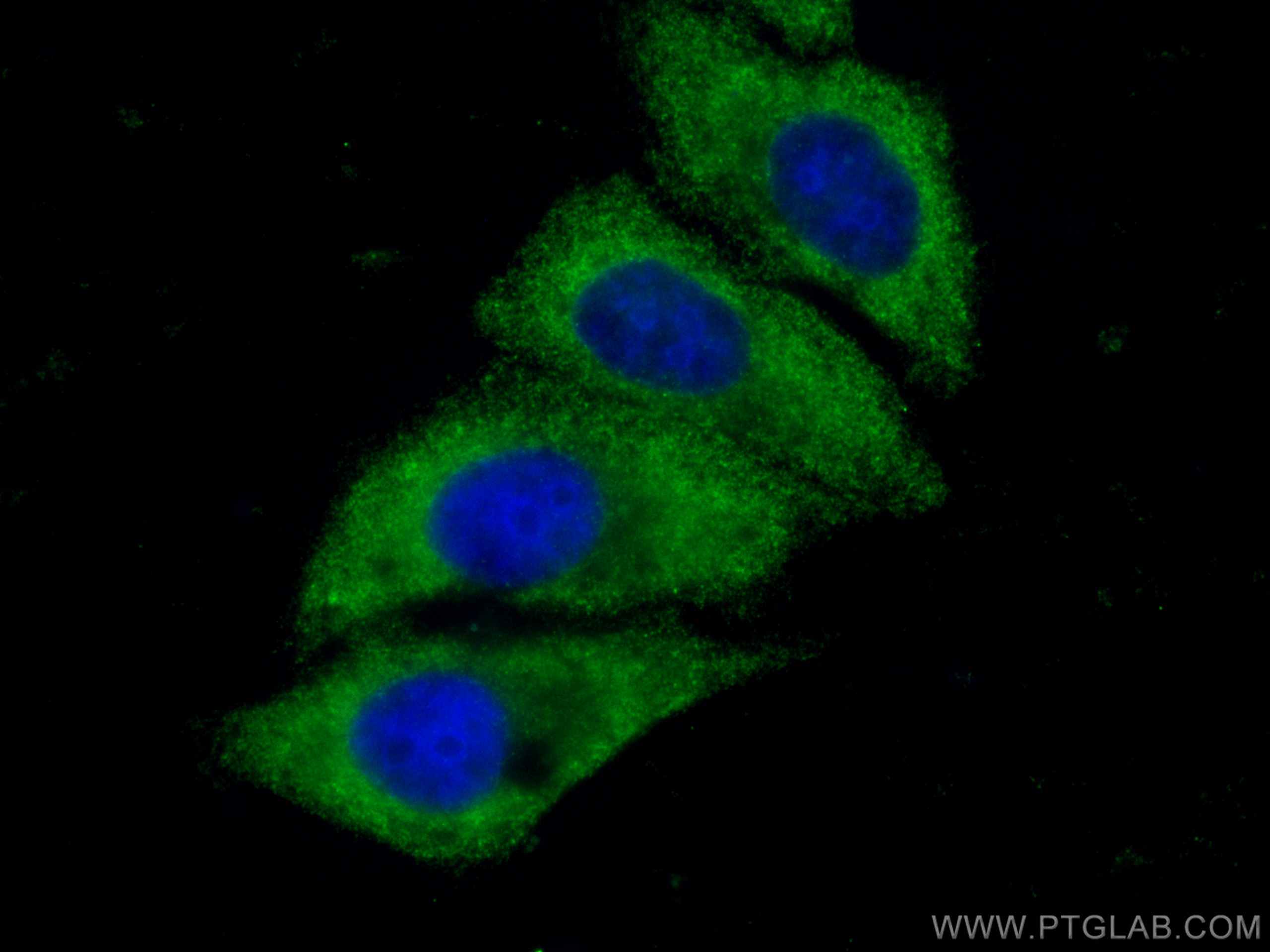 Immunofluorescence (IF) / fluorescent staining of HepG2 cells using CoraLite® Plus 488-conjugated SERPIND1 Monoclonal  (CL488-67602)