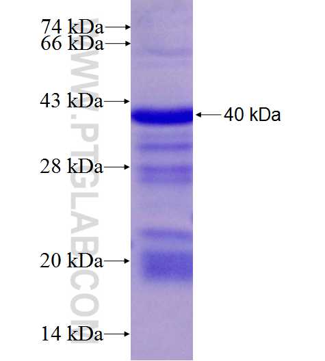 SERPIND1 fusion protein Ag26351 SDS-PAGE