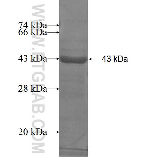 SERPIND1 fusion protein Ag3637 SDS-PAGE