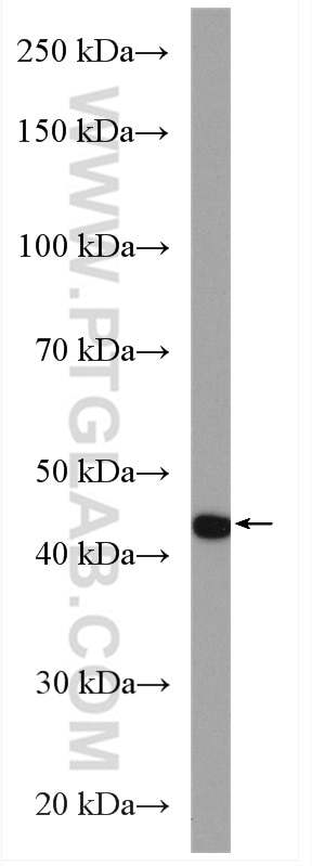 Western Blot (WB) analysis of HepG2 cells using PAI-1 Polyclonal antibody (13801-1-AP)