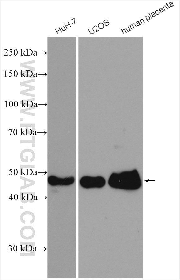 Western Blot (WB) analysis of various lysates using PAI-1 Polyclonal antibody (13801-1-AP)