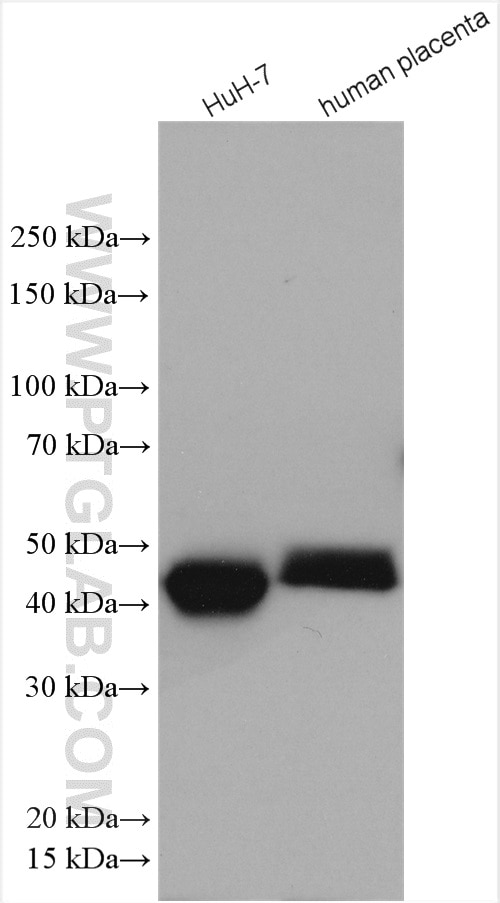 Western Blot (WB) analysis of various lysates using PAI-1 Polyclonal antibody (13801-1-AP)