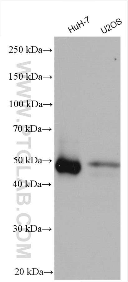 Western Blot (WB) analysis of various lysates using PAI-1 Polyclonal antibody (13801-1-AP)