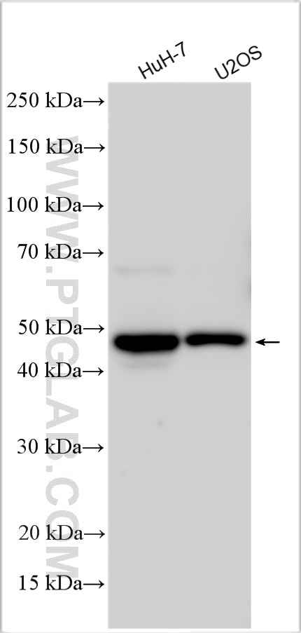 Western Blot (WB) analysis of various lysates using PAI-1 Polyclonal antibody (13801-1-AP)