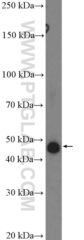 Western Blot (WB) analysis of PC-12 cells using PAI-1 Polyclonal antibody (13801-1-AP)