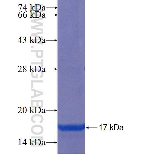 SERPINE1 fusion protein Ag22411 SDS-PAGE