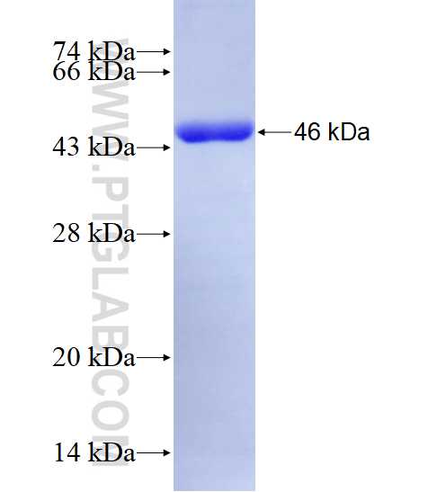 SERPINE1 fusion protein Ag28122 SDS-PAGE
