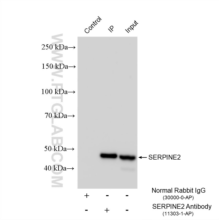 Immunoprecipitation (IP) experiment of A549 cells using SERPINE2 Polyclonal antibody (11303-1-AP)