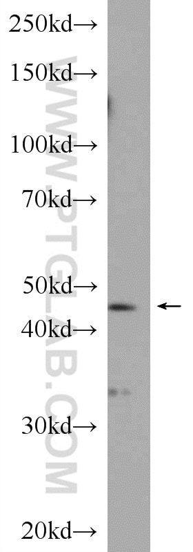 Western Blot (WB) analysis of rat brain tissue using SERPINE2 Polyclonal antibody (11303-1-AP)