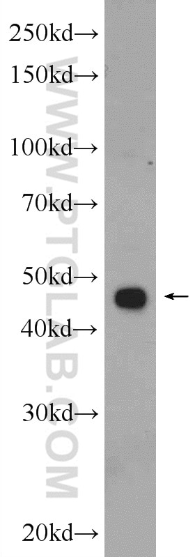 Western Blot (WB) analysis of C6 cells using SERPINE2 Polyclonal antibody (11303-1-AP)