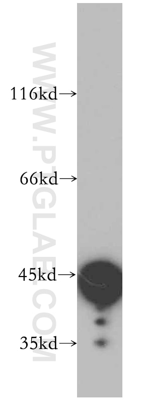 Western Blot (WB) analysis of MCF-7 cells using SERPINE2 Polyclonal antibody (11303-1-AP)