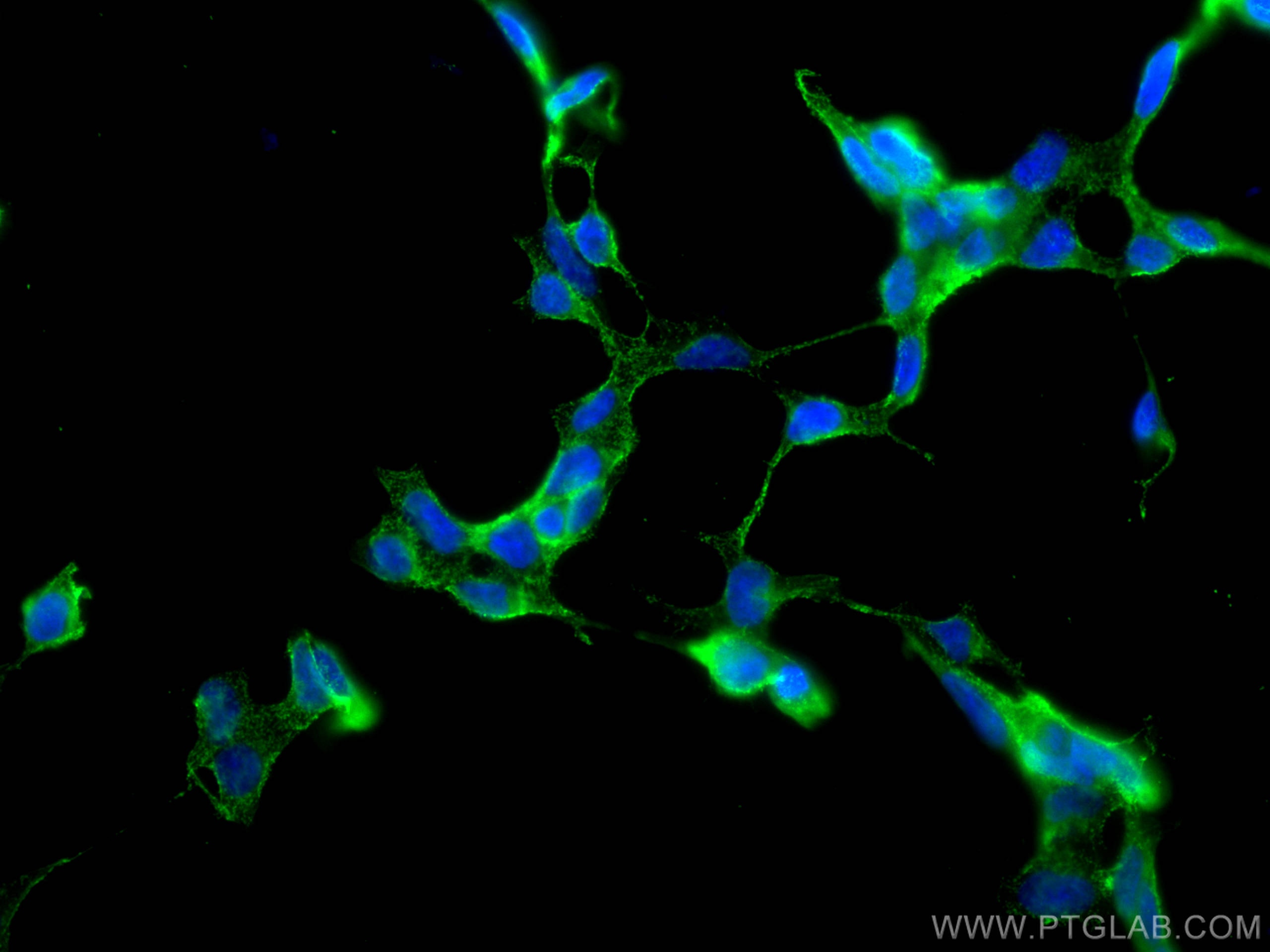Immunofluorescence (IF) / fluorescent staining of HEK-293 cells using SERPINE2 Monoclonal antibody (66203-1-Ig)