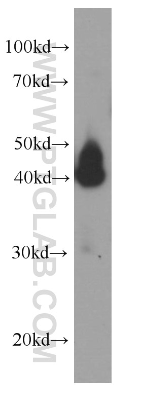 Western Blot (WB) analysis of HEK-293 cells using SERPINE2 Monoclonal antibody (66203-1-Ig)