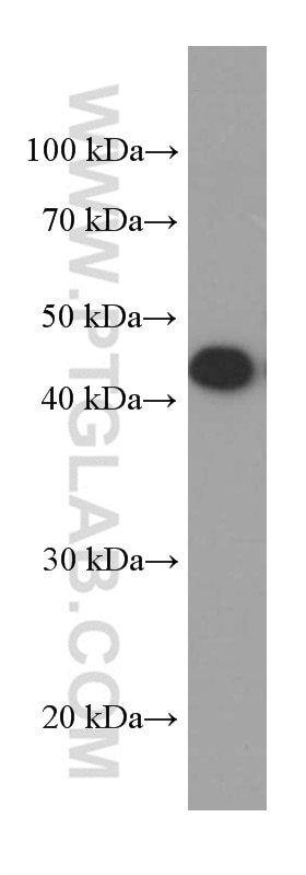 Western Blot (WB) analysis of Neuro-2a cells using SERPINE2 Monoclonal antibody (66203-1-Ig)