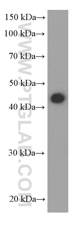 Western Blot (WB) analysis of C6 cells using SERPINE2 Monoclonal antibody (66203-1-Ig)