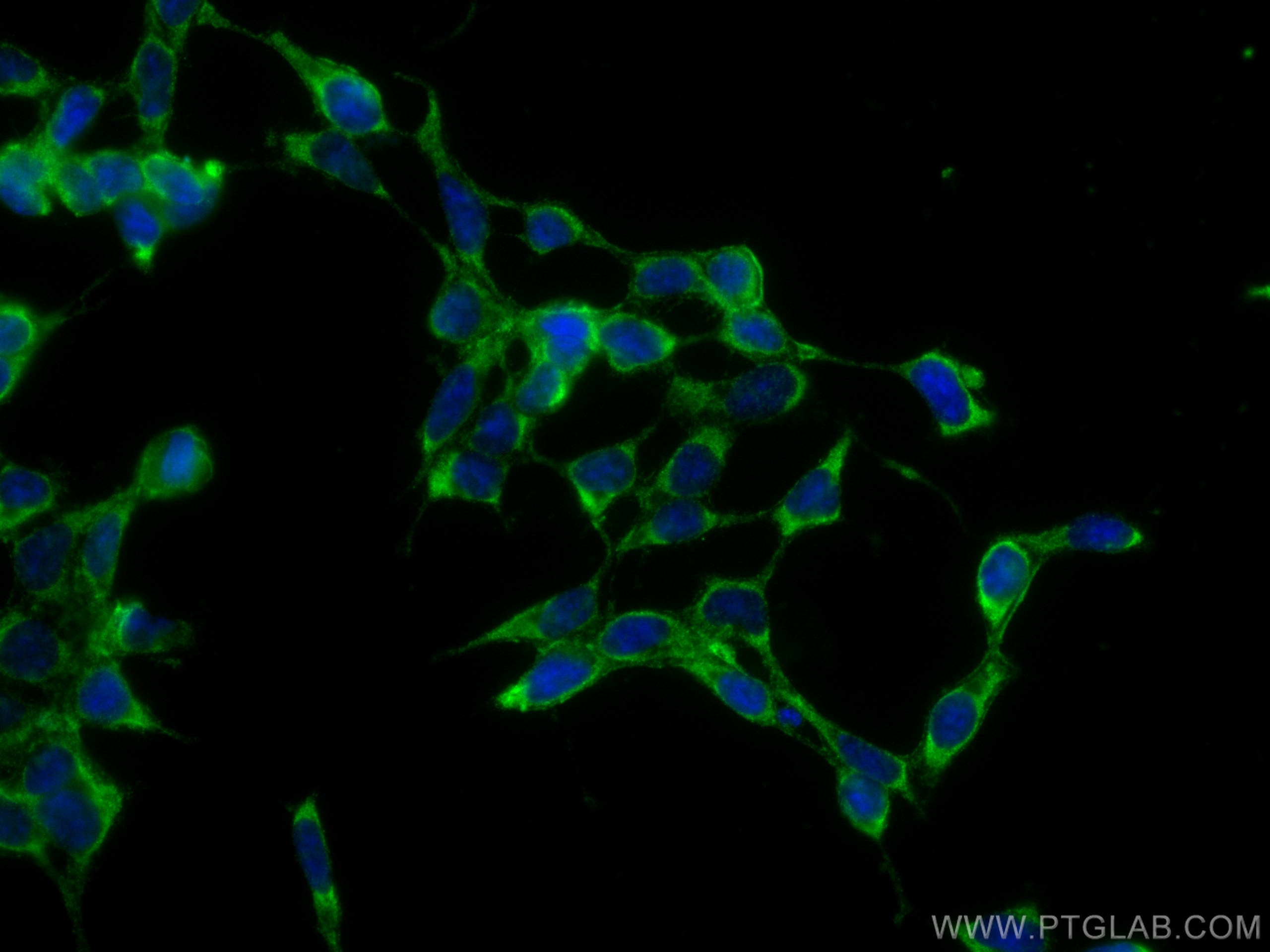 Immunofluorescence (IF) / fluorescent staining of HEK-293 cells using CoraLite® Plus 488-conjugated SERPINE2 Monoclonal  (CL488-66203)
