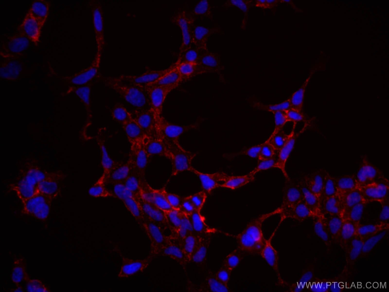 Immunofluorescence (IF) / fluorescent staining of HEK-293 cells using CoraLite®594-conjugated SERPINE2 Monoclonal antibo (CL594-66203)