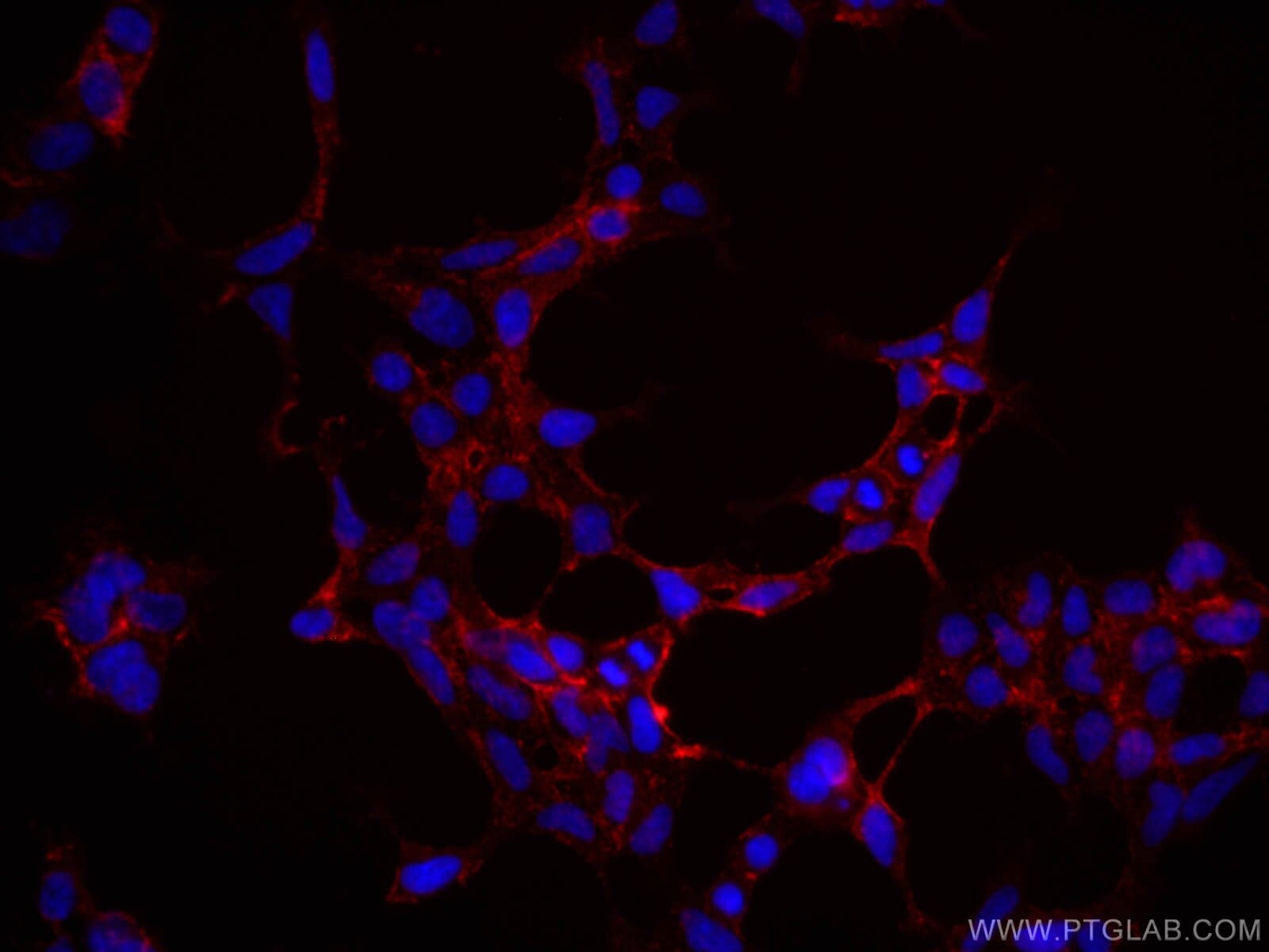 IF Staining of HEK-293 using CL594-66203