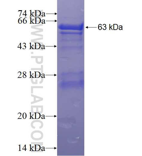 SERPINE2 fusion protein Ag1830 SDS-PAGE