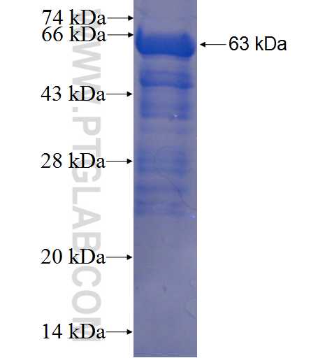 SERPINF1 fusion protein Ag23296 SDS-PAGE