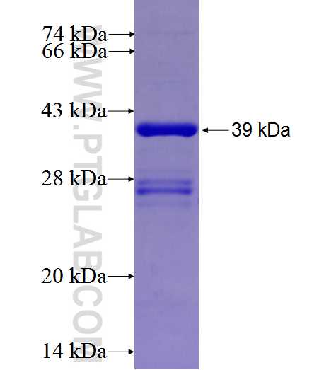 SERPINF1 fusion protein Ag26660 SDS-PAGE