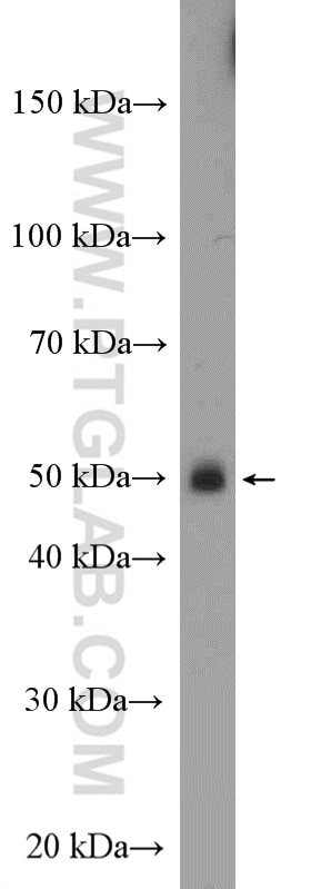 Western Blot (WB) analysis of K-562 cells using Alpha 2-Antiplasmin Polyclonal antibody (13228-1-AP)